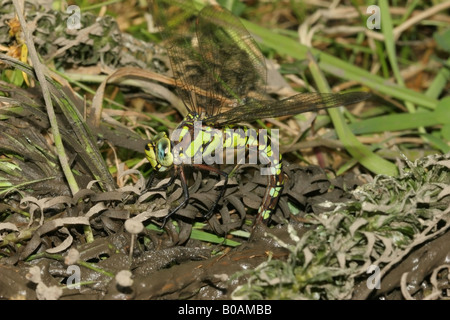 Südlichen Hawker Libelle Aeshna Cyanea Ovipositing Stockfoto