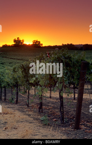 Sonnenuntergang über Weinberge in der Nähe von Plymouth Shenandoah Valley Amador County in Kalifornien Stockfoto