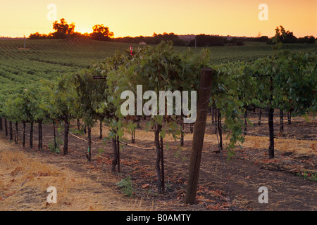 Sonnenuntergang über Weinberge in der Nähe von Plymouth Shenandoah Valley Amador County in Kalifornien Stockfoto