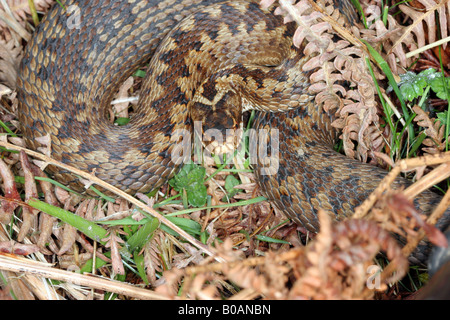 Kreuzotter Vipera Berus in Upland Lebensraum Weardale County Durham Stockfoto