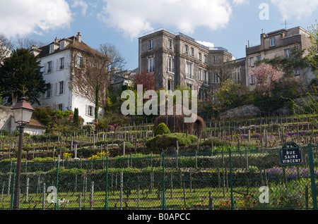 Weinberg Montmartre in Paris Stockfoto