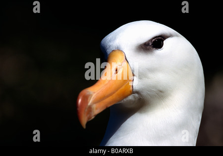Schwarzen browed Albatross Südgeorgien Diomedea Melanophris Thalassarche Melonophris schwarz browed Mollymauk erwachsenen Tier Tier po Stockfoto