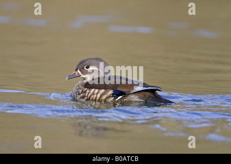 Weibliche Mandarinenten Schwimmen am Cannop Teich Stockfoto