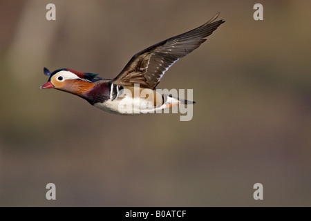 Drake Mandarinente im Flug Stockfoto