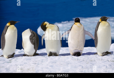 Manchot-Empereur Kaiserpinguin Kaiser Pinguin Aptenodytes Forsteri Gruppe Tiere der Antarktis Antarktis aquatische Aves Vögel Flug Stockfoto