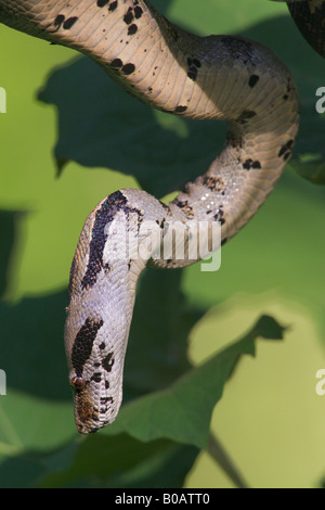 Common Boa Boa Constrictor Nahaufnahme des Kopfes und der Vorderseite des Körpers Stockfoto
