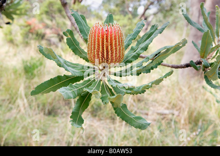 Brennholz Banksien (Banksia Menziesii) Blume wächst in Bold Park, Perth, Western Australia Stockfoto