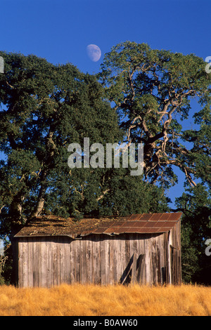 Moon over trees and old wood barn Above Shenandoah Valley Amador County California Stockfoto