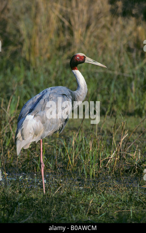 Stilicho Kran Grus antigone Stockfoto