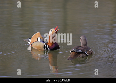 Paar von wilden Mandarineenten schwimmen auf Cannop Teich Forest of Dean Stockfoto