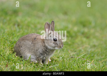 Junge Kaninchen in einem Waldgarten Dean Stockfoto