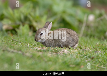 Junge Kaninchen in einem Waldgarten Dean Stockfoto