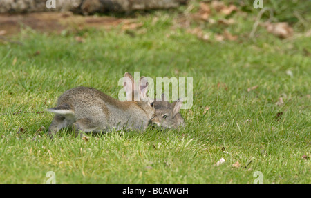 Paar junges Kaninchen in einem Forest of Dean Garden Stockfoto