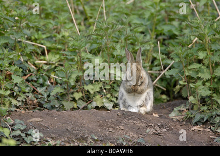 Junge Kaninchen Standortwahl außerhalb eine Höhle in einem Forest of Dean Garden Stockfoto