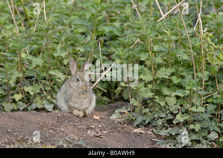 Junge Kaninchen Standortwahl außerhalb eine Höhle in einem Forest of Dean Garden Stockfoto