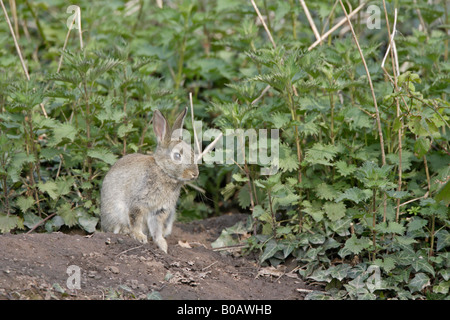 Junge Kaninchen Standortwahl außerhalb eine Höhle in einem Forest of Dean Garden Stockfoto