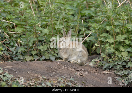 Junge Kaninchen Standortwahl außerhalb eine Höhle in einem Forest of Dean Garden Stockfoto