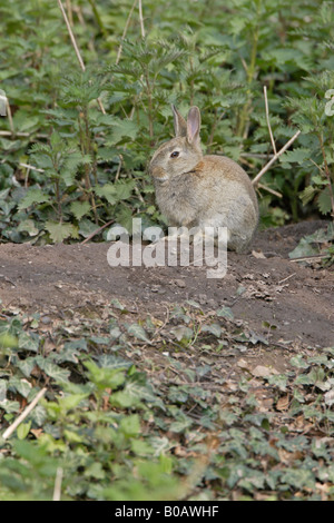 Junge Kaninchen Standortwahl außerhalb eine Höhle in einem Forest of Dean Garden Stockfoto