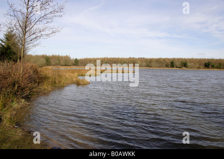 Ansicht des Woorgreen-Sees in der Forest of Dean im zeitigen Frühjahr Stockfoto