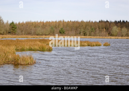 Ansicht des Woorgreen-Sees in der Forest of Dean im zeitigen Frühjahr Stockfoto