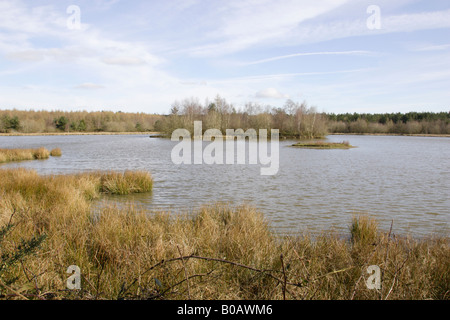 Ansicht des Woorgreen-Sees in der Forest of Dean im zeitigen Frühjahr Stockfoto