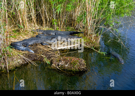 Mehrere amerikanische Alligatoren in den Everglades National Park Florida USA Sonnen Stockfoto