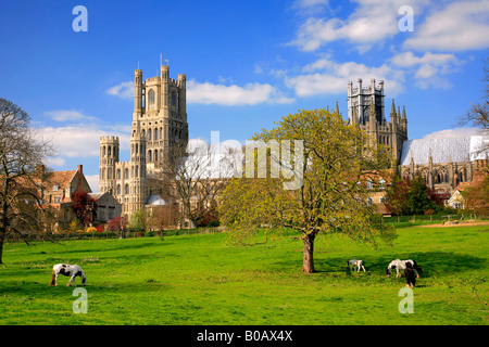 Ely Kathedrale South Elevation Ely Stadt Cambridgeshire England Großbritannien Großbritannien Diözese von Ely Stockfoto