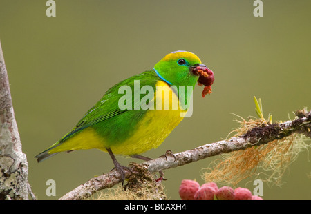 Goldene browed Chlorophonia männlich Stockfoto