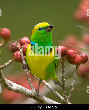 Goldene browed Chlorophonia männlich Stockfoto