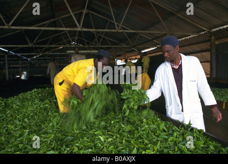 Arbeitnehmer, die Trocknung von frisch gepflückten grünen Teeblätter, Malawi Stockfoto