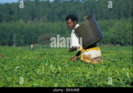 Man Ernte Tee, Malawi Stockfoto