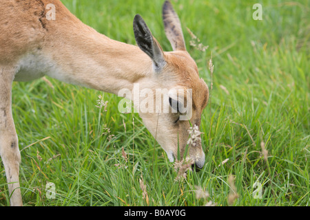 Blackbuck magische Cervicapra Doe Beweidung Frauenporträt Stockfoto