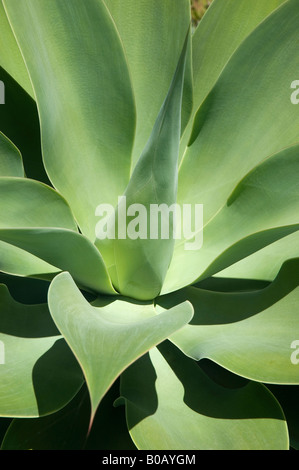 Close up Agave attenuata Gattung Agavaceae Pflanze Sukkulenten Sukkulenten Pflanzen Blätter Madeira Portugal EU Europa Stockfoto