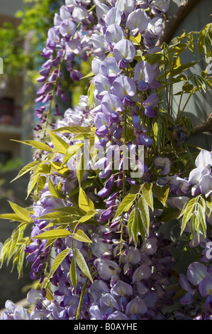 Nahaufnahme der Blüten der violetten Leguminosae Wisteria, die an einer Wand in Europa wachsen Stockfoto