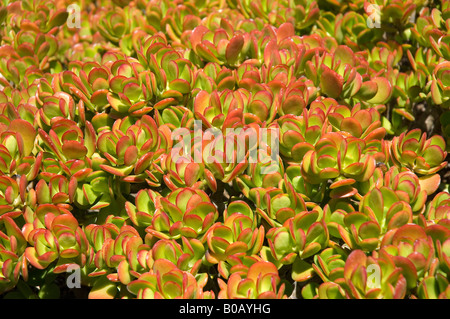 Nahaufnahme von crassula ovata Sukkulenten Pflanzen Sukkulenten Pflanzen Madeira Portugal EU Europa Stockfoto