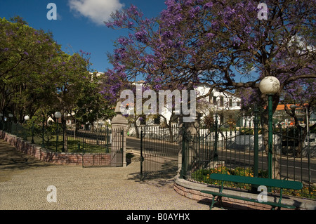 Jacaranda Baum in Blüte am Eingang zu Santa Catarina Öffentlicher Park Funchal Madeira Portugal EU Europa Stockfoto