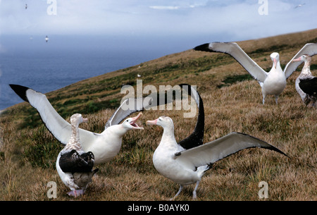 Wanderalbatros (Diomedea Exulans) Küken in den ersten Flug, Bird Island