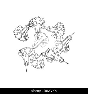 Hand gezeichnet, Feder und Tinte Bild von schwarzen und weißen Ringelblumen Stockfoto