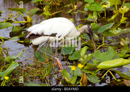 Der Holz-Storch in den Sümpfen der Everglades National Park Florida USA Stockfoto