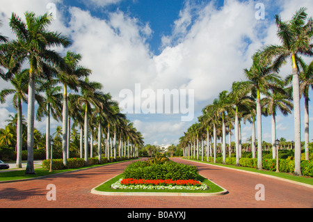 Palm von Bäumen gesäumten Ansatz zu The Breakers Hotel in Palm Beach Florida USA Stockfoto