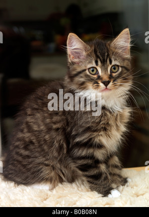 Acht Wochen alte Tabby Kitten Stockfoto