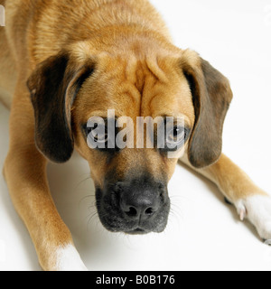 Porträt eines Hundes Stockfoto