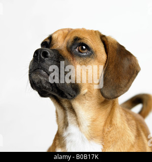 Porträt eines Hundes Stockfoto