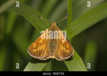 Skipper Butterfly Ochlodes Venatus Großansicht von oben Oberflügel Stockfoto