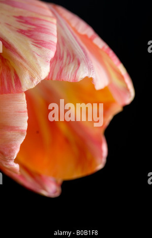 Nahaufnahme von einer Tulpe Flowerhead auf dunklem Hintergrund Stockfoto