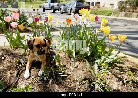 Hund mit Blumen Stockfoto