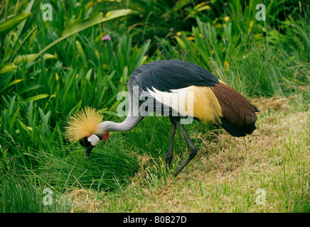 Ein grau gekrönt Kran Balearica Regulorum in Aberdare Nationalpark Stockfoto