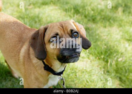 Hund, Blick in die Kamera Stockfoto