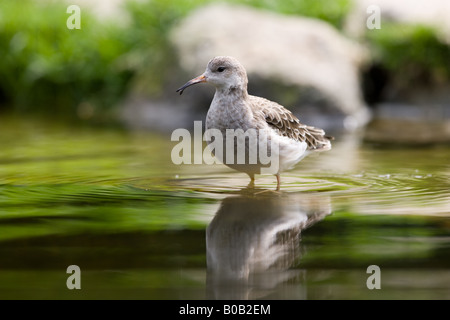 weibliche Ruff - Philomachus pugnax Stockfoto