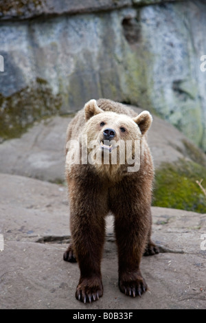 Brauner Bär Stockfoto